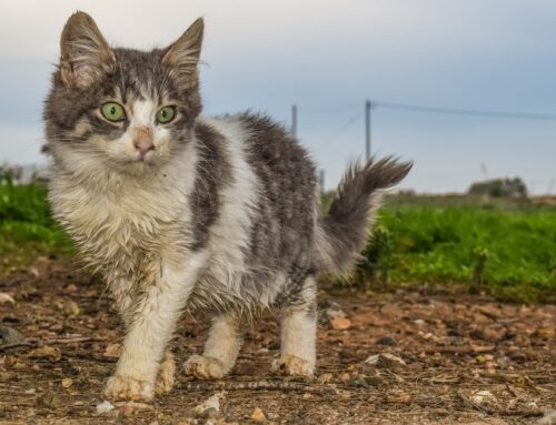 Nurturing Hope: Bringing Food and Comfort to Stray Animals