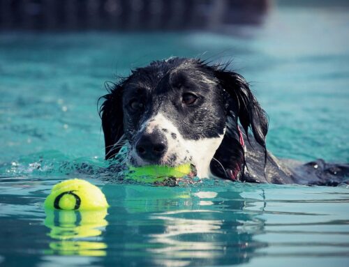 Canine Welfare and Adoption Landscape in the United States